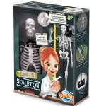 Skelet 104308