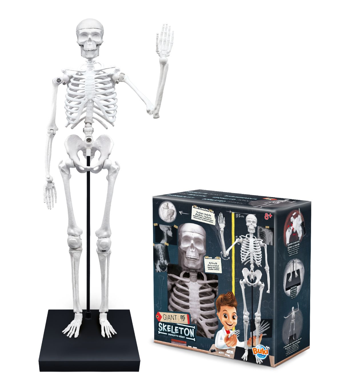 Skelet 104919 BUKI - Слика 2