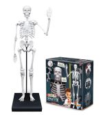 Skelet 104919 BUKI - Слика 2