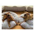 Plisani krevet za kucne ljubimce 100cm svetlo siva - Слика 4