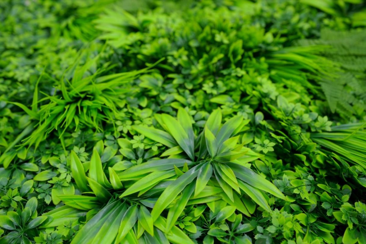 ZELENI ZID 3D AMAZON 1 100X100 CM - Слика 2