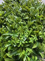 ZELENI ZID 3D FLORA 40X60 CM - Слика 2