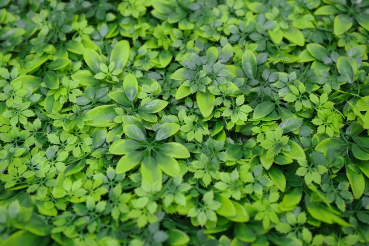 ZELENI ZID 3D NATURE 50X50 CM - Слика 2