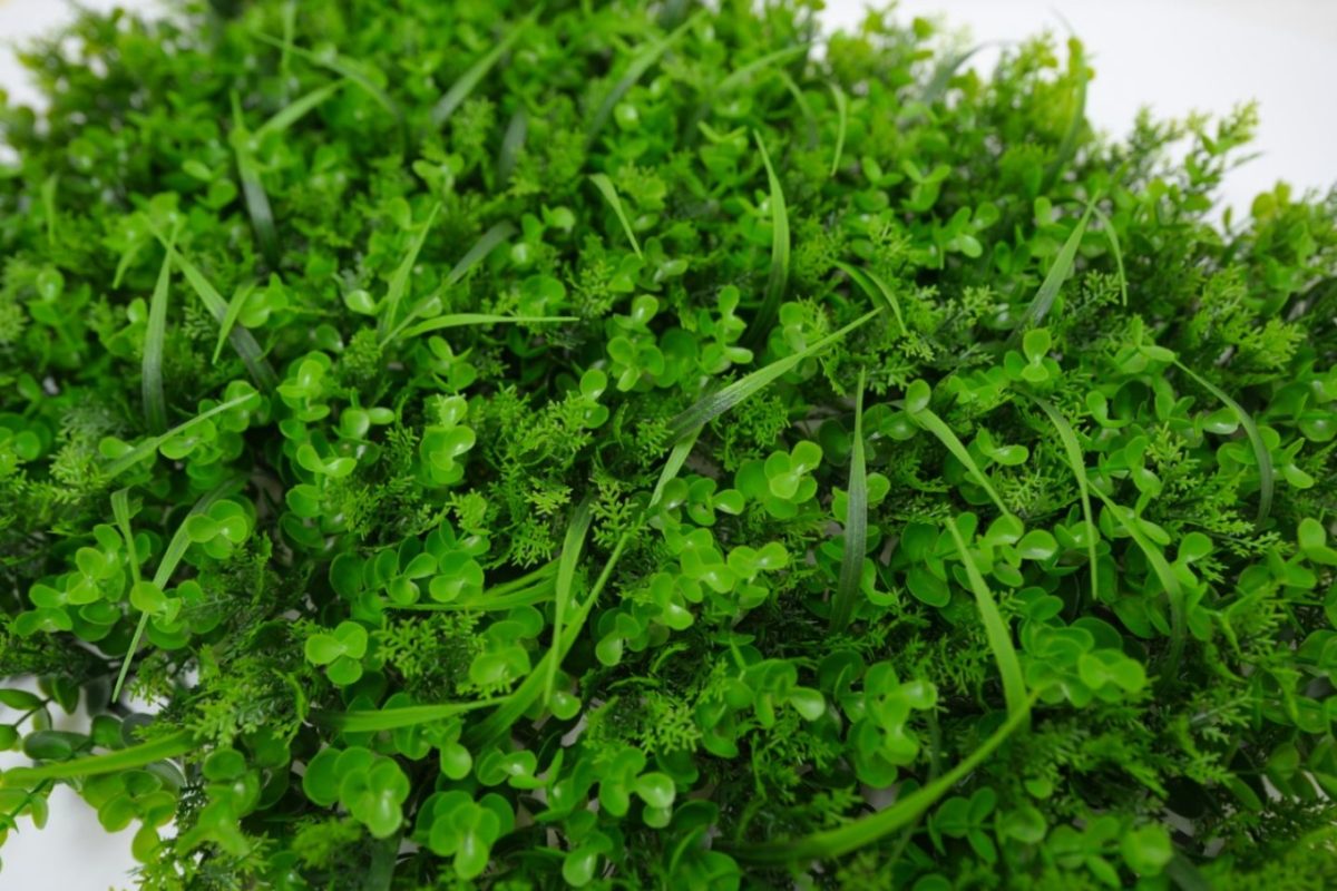 ZELENI ZID 3D WILD 40X60 CM - Слика 4